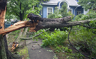 tree-damage
